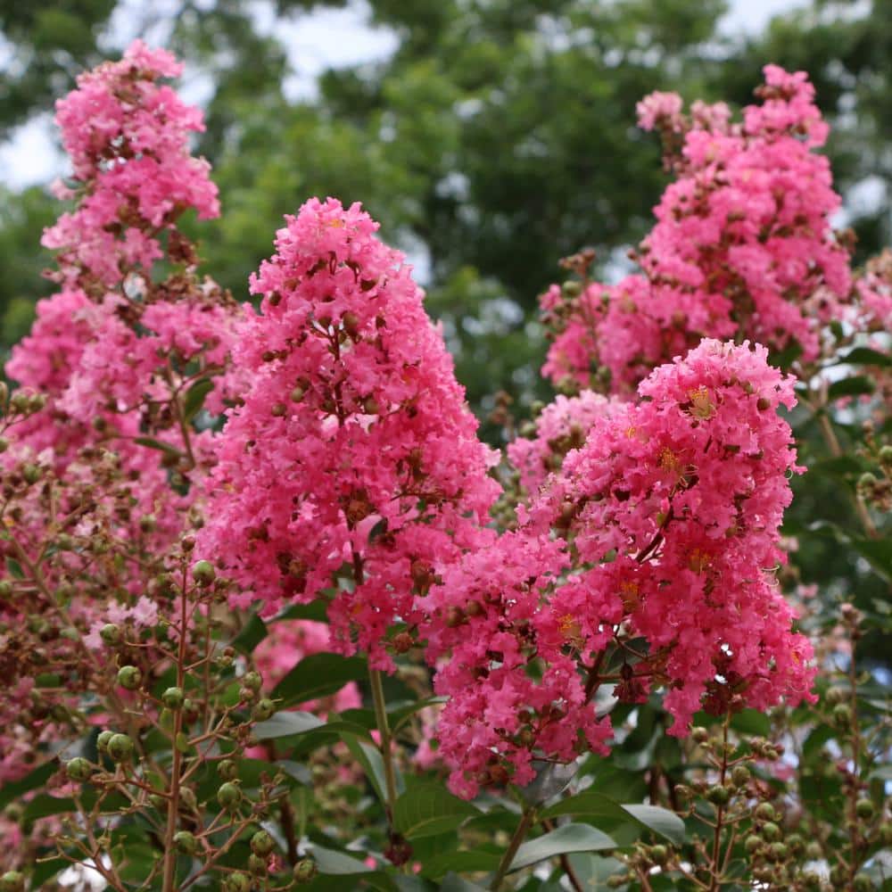 3 gal. Crape Myrtle Miami Shrub with Pink Flowers - Hercitys