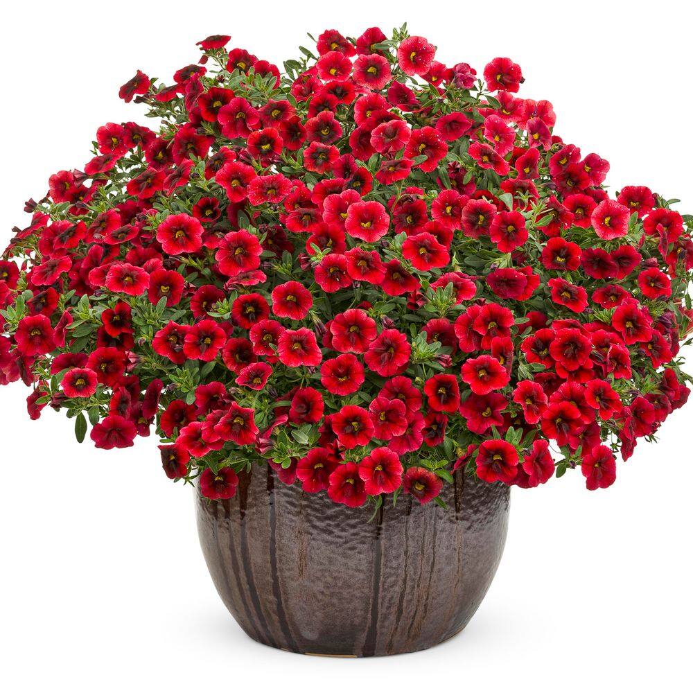 4.25 in. Eco+ Grande Superbells Pomegranate Punch Calibrachoa (hybrid) Live Annual Plant with Red Flowers 4-Pack - Hercitys
