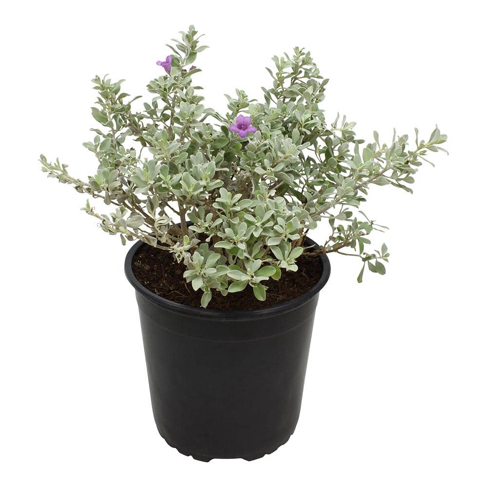 1 Gal. Leucophyllum Silverado Sage Color Plant - Hercitys