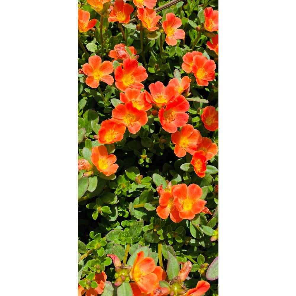 1.38 Pt. Purslane Plant Orange Flowers in 4.5 In. Grower’s Pot (4-Plants) - Hercitys