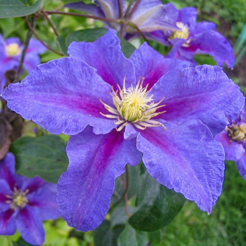 2.5 Qt. Pot, Ristimagi Clematis Vine, Live Potted Perennial Plant (1-Pack) - Hercitys