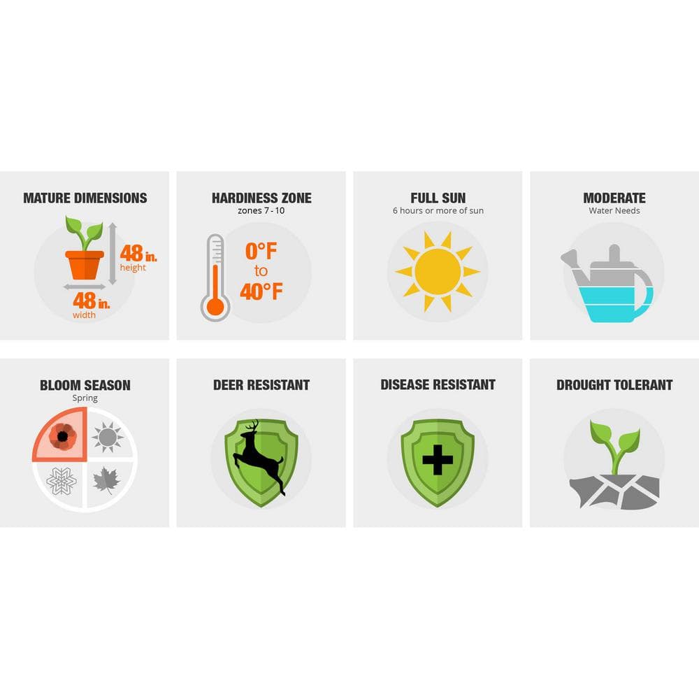 2.5 Qt. Frost Proof Gardenia, Live Evergreen Shrub, White Fragrant Blooms - Hercitys