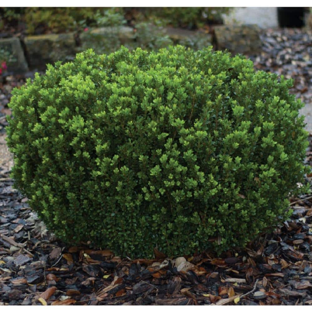 2 Gal. Boxwood Baby Gem, Live Shrub Plant, Glossy Green Foliage - Hercitys