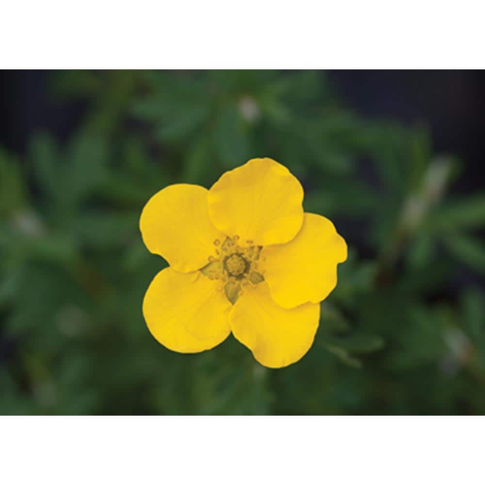 4.5 in. Qt. Happy Face Yellow Potentilla (Fruticosa) Flowering Shrub With Yellow Flowers - Hercitys