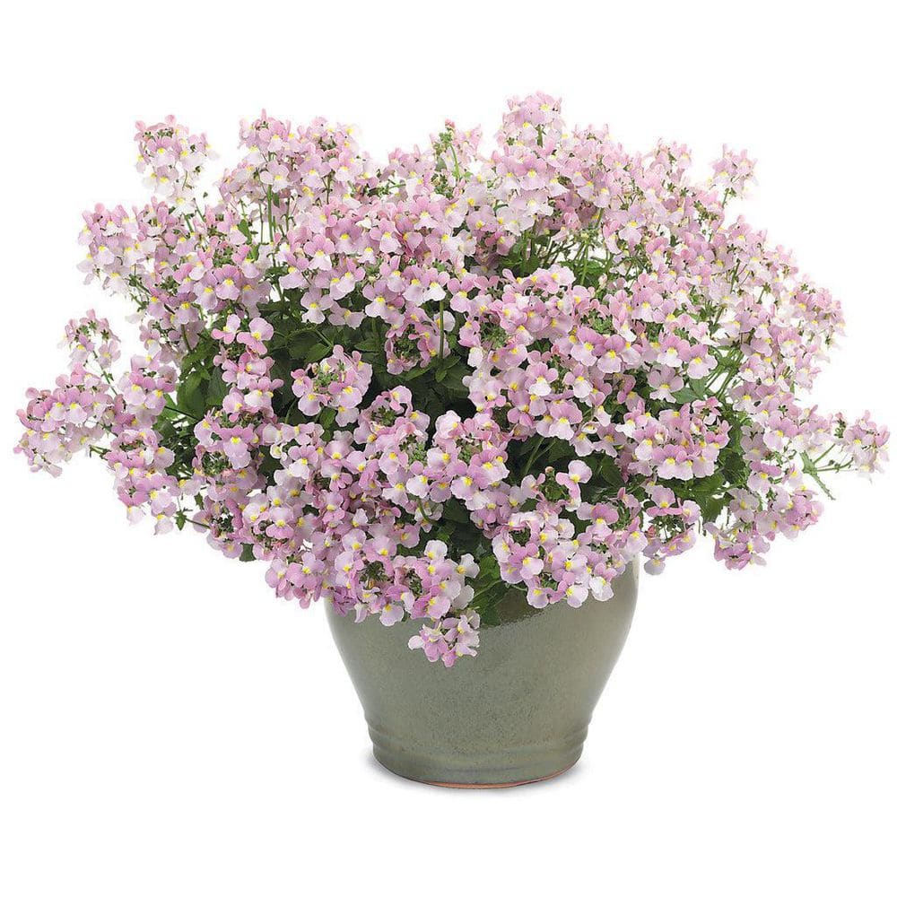 4.25 in. Eco plus Grande Aromance Pink (Nemesia) Live Plants, Pink Flowers (4-Pack) - Hercitys
