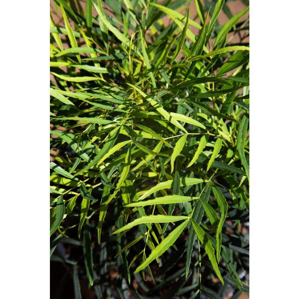 2.5 Qt. Soft Caress Mahonia, Live Evergreen Shrub, Bright Yellow Flowers - Hercitys