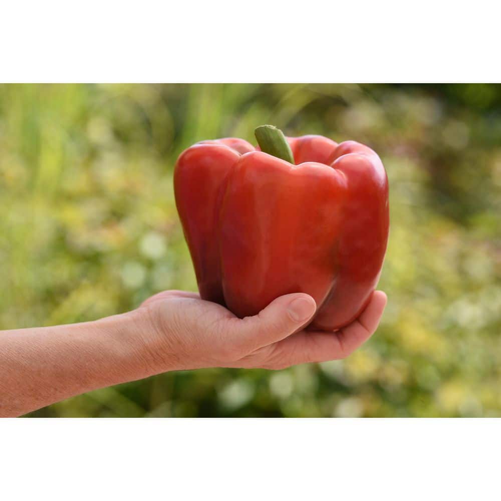 2 qt. Pepper Red Standard Green Edible Plant (3-Pack) - Hercitys