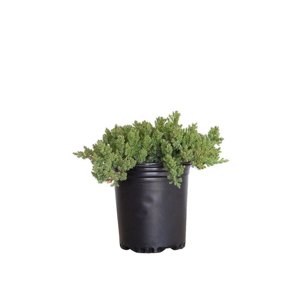 2.5 Qt. Juniper Procumbens Nana Evergreen Groundcover Shrub - Hercitys