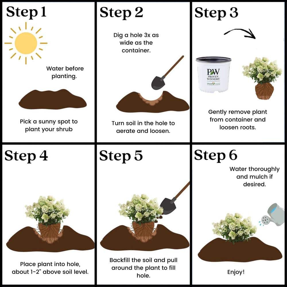 2 Gal. Bobo Hydrangea Shrub with White Flowers - Hercitys