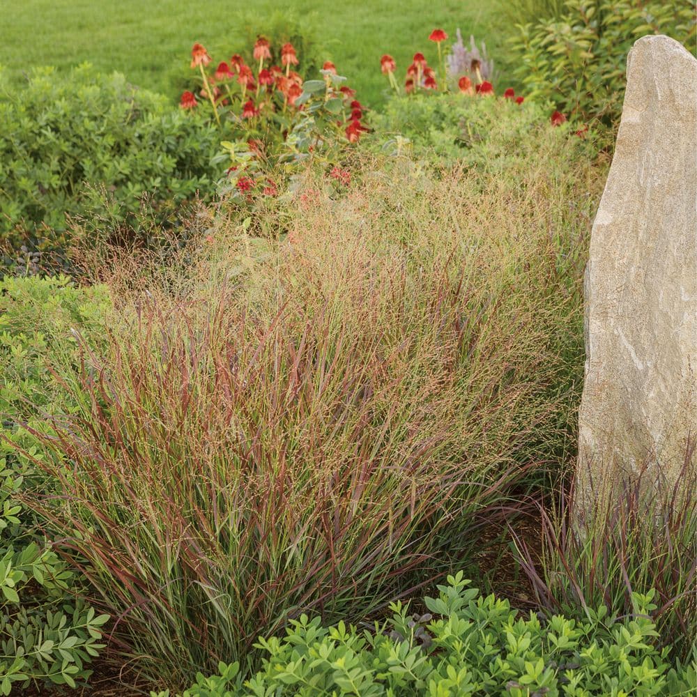 0.65 Gal. Prairie Winds Cheyenne Sky Red Switch Grass (Panicum Virgatum) Live Perennial Plant - Hercitys