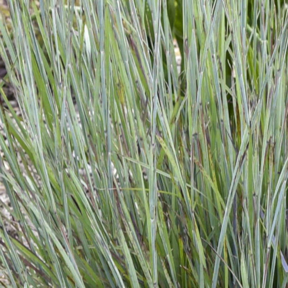 0.65 Gal. Prairie Winds Brush Strokes Little Bluestem (Schizachyrium Scoparium) Live Perennial Plant - Hercitys