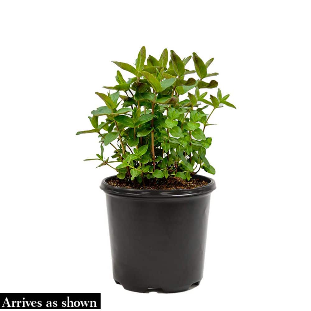 1 Gal. Pot Jindai Blue Flowering Tartarian Aster Perennial Plant (1-Pack) - Hercitys