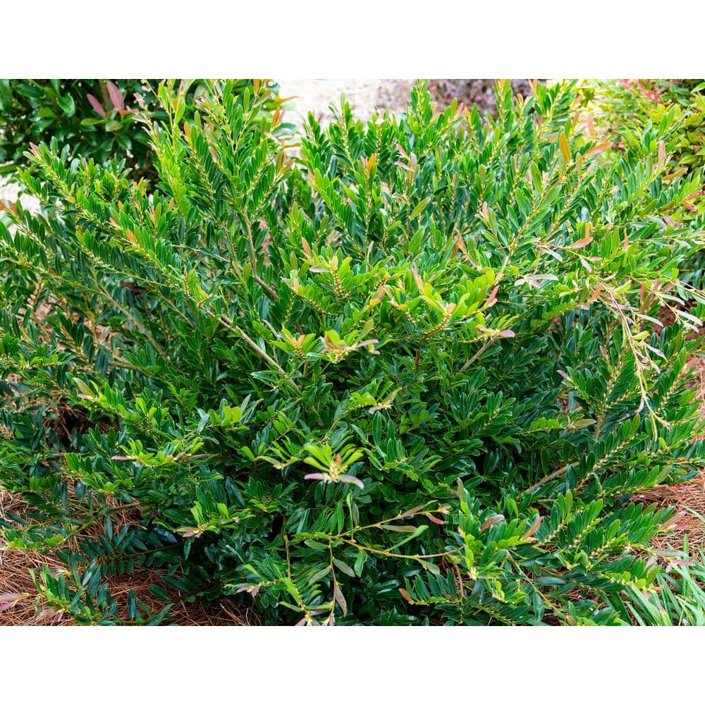2 Gal. Cast in Bronze Distylium, Evergreen Shrub with Fast Growing Upright Habit - Hercitys
