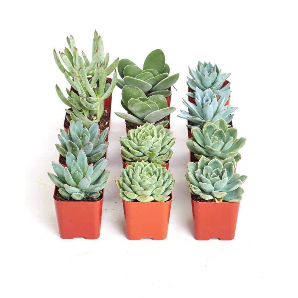 2 in. Blue/Green Collection Succulent (Collection of 12) - Hercitys