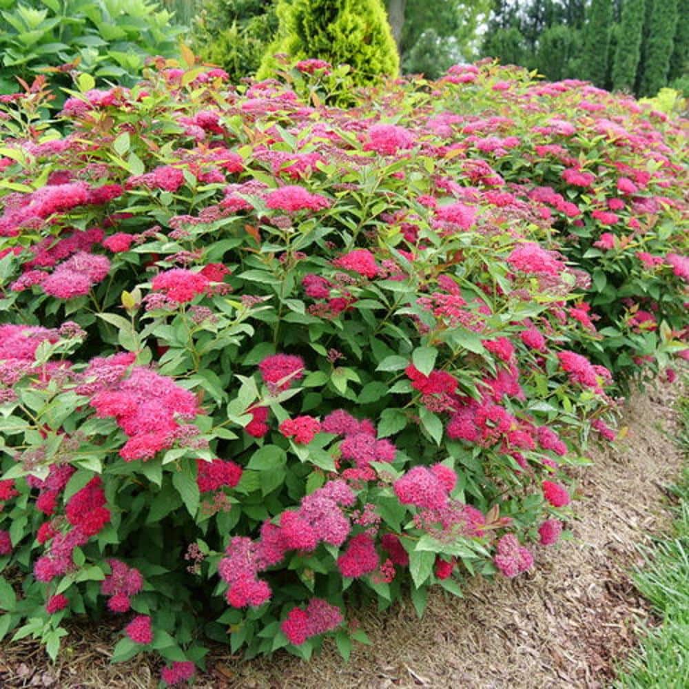 3 Gal. Double Play Doozie Spirea Flowering Live Shrub with Red Flowers - Hercitys