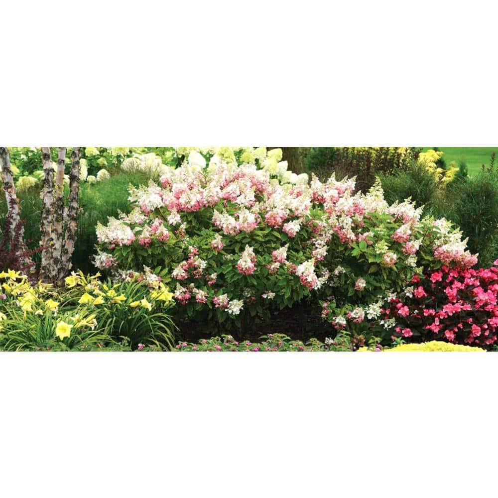 2.0 gal. Pinky Winky Hydrangea (Paniculata) Live Shrub White to Pink Flowers - Hercitys