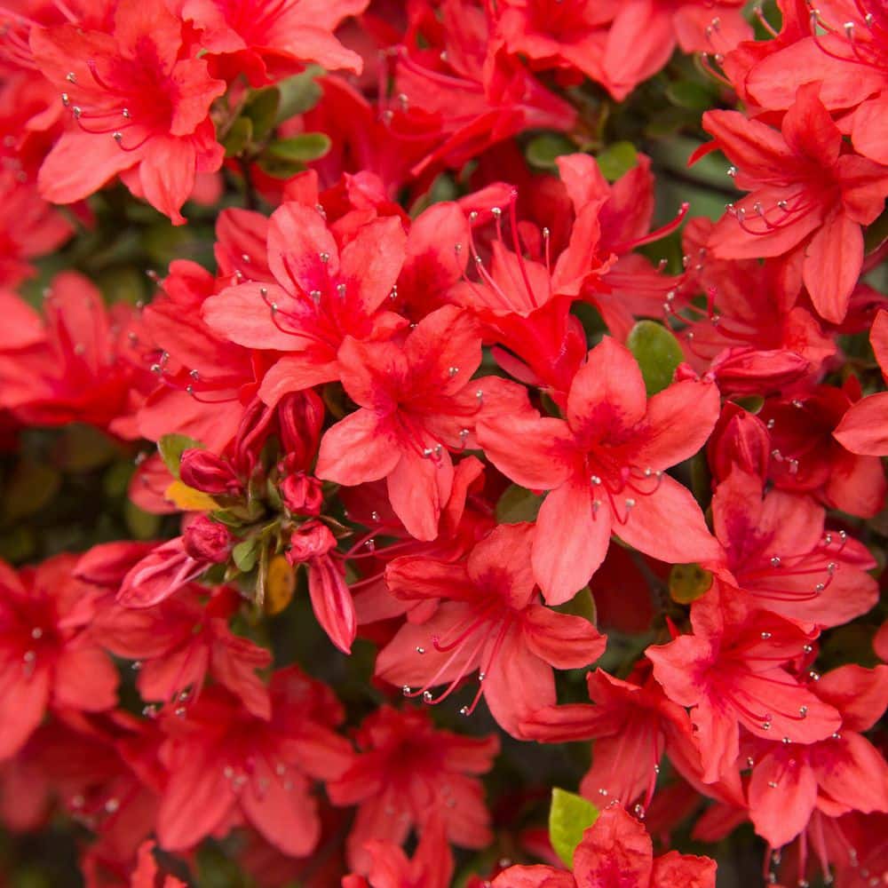 2.5 Quart Azalea ‘Stewartstonian’ Flowering Shrub with Red Flowers - Hercitys
