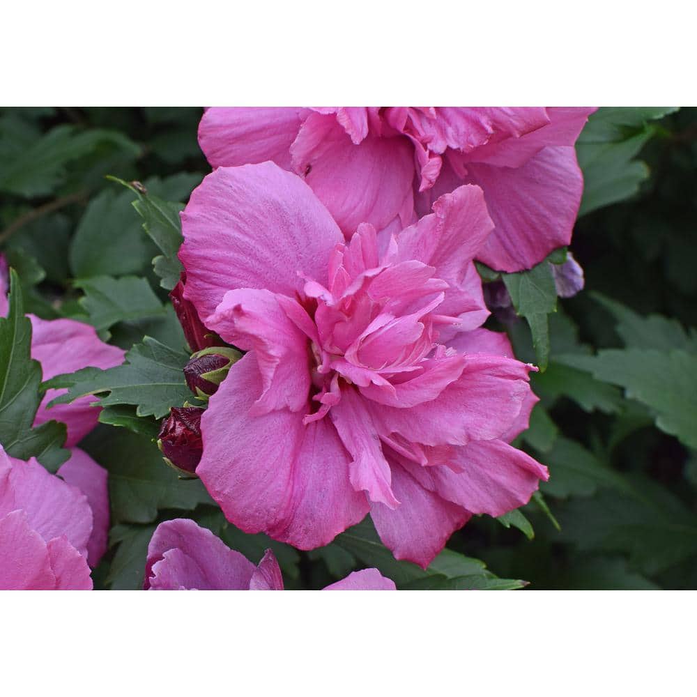1 Gal. Lucy Rose of Sharon Hibiscus Shrub Unique Ruffled Pink Flowers, Among the Toughest Flowering Shrubs - Hercitys