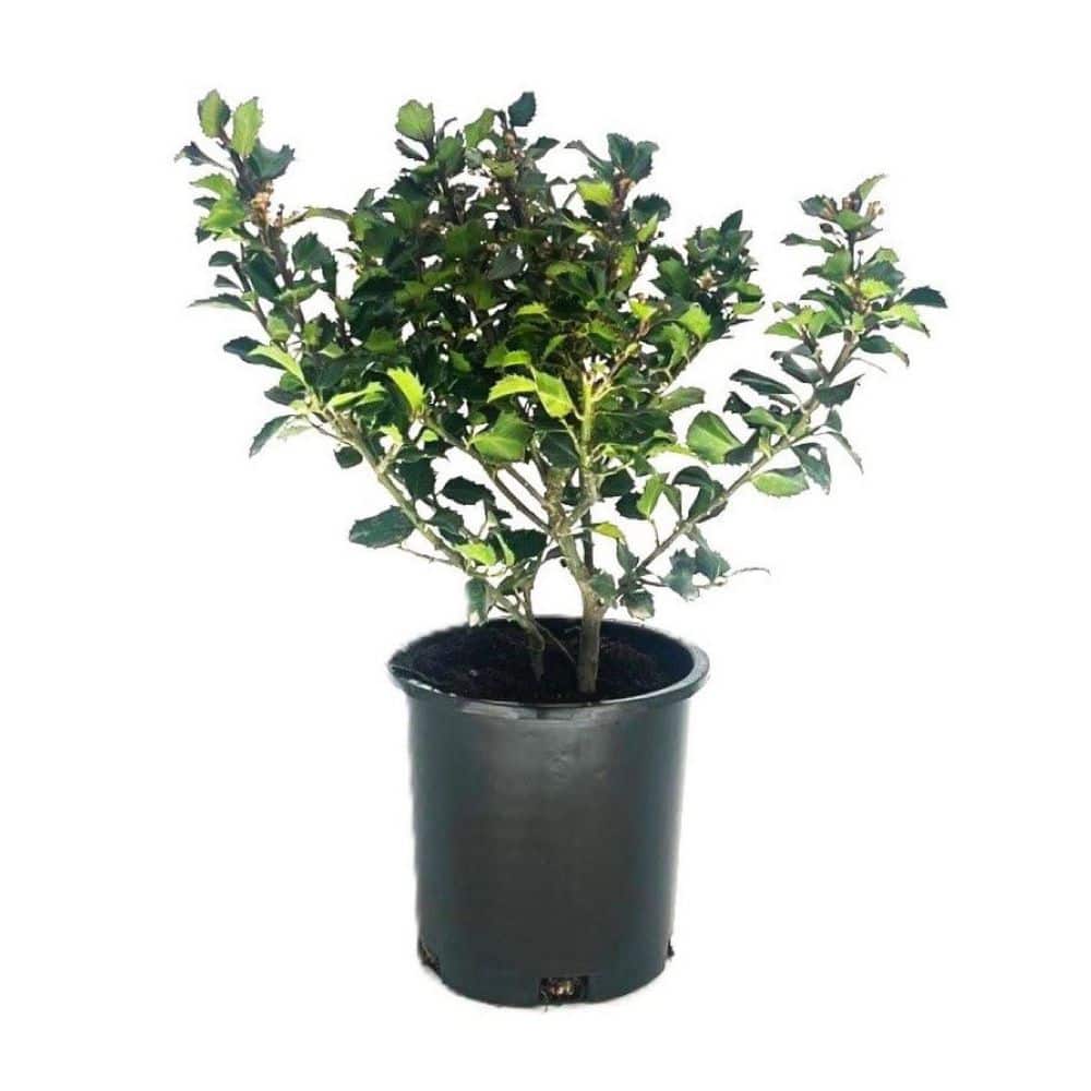 2.5 qt. Blue Prince Holly (Ilex x Meserveae Blue Prince Evergreen Shrub with Small White Flowers in Summer (1-Each) - Hercitys