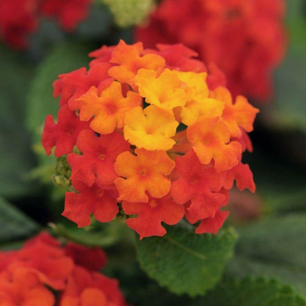 2.5 Qt. Little Lucky Red Lantana, Live Perennial Plant, Red to Orange Bloom Clusters - Hercitys