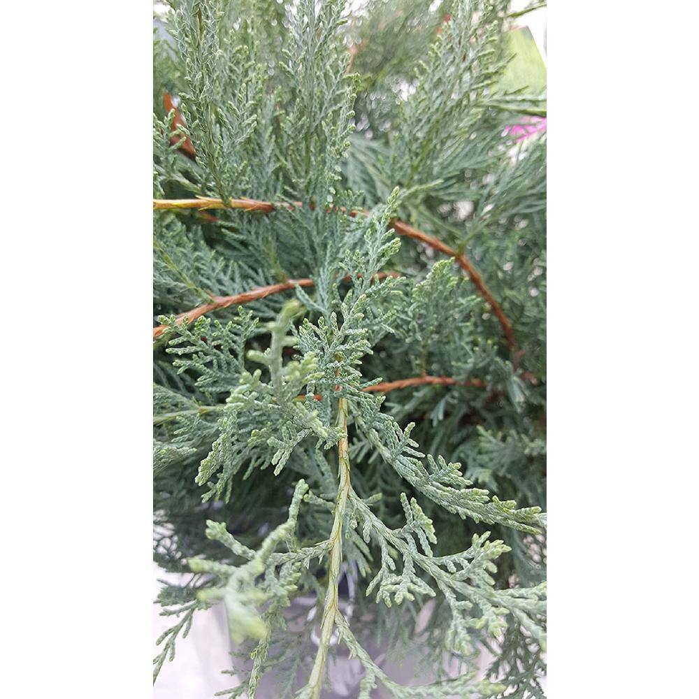 2.5 Qt. Gray Owl Juniper Shrub - Hercitys