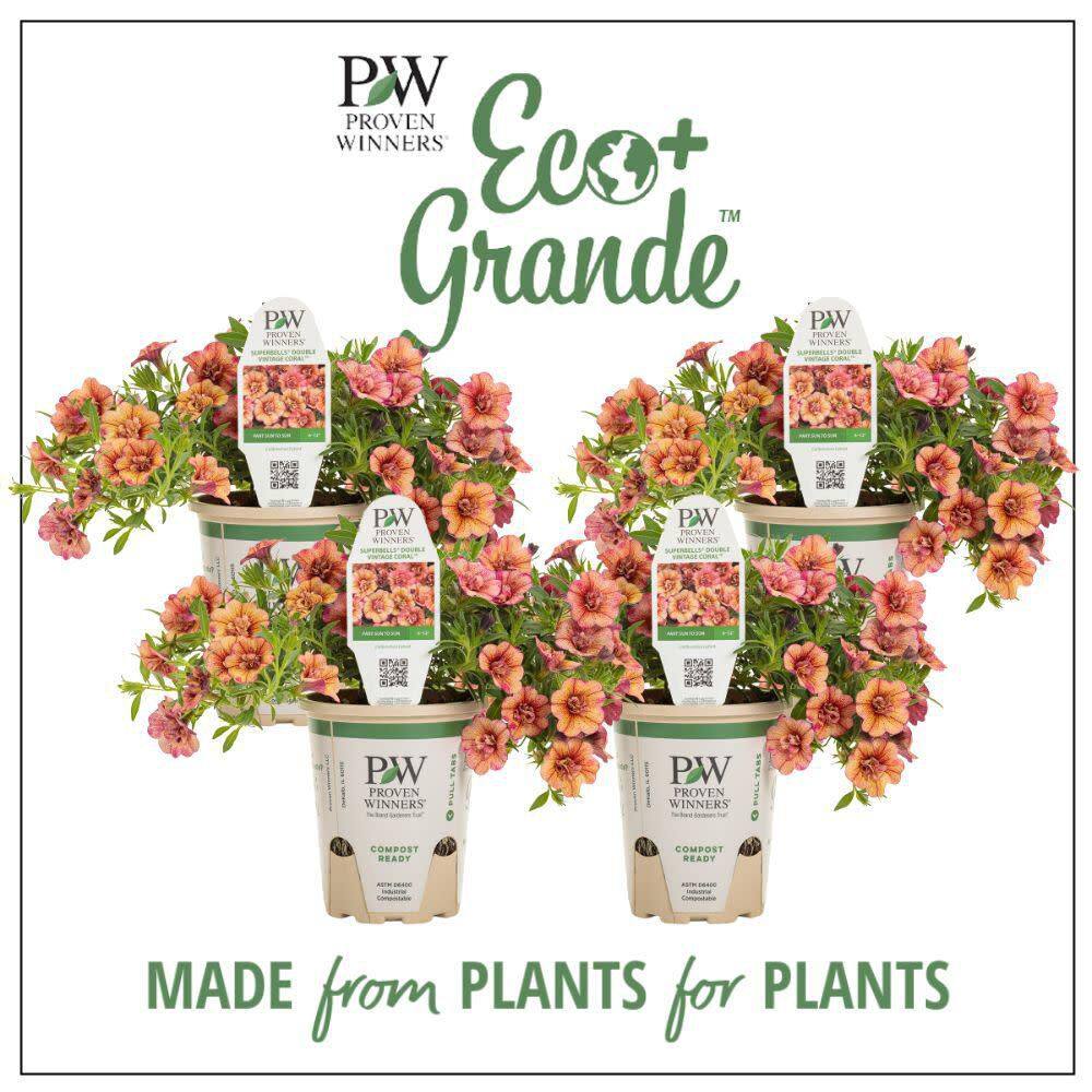 4.25 in. Eco+ Grande Superbells Double Vintage Coral (Calibrachoa hybrid) Live Annual Plant with Orange Flowers 4-Pack - Hercitys