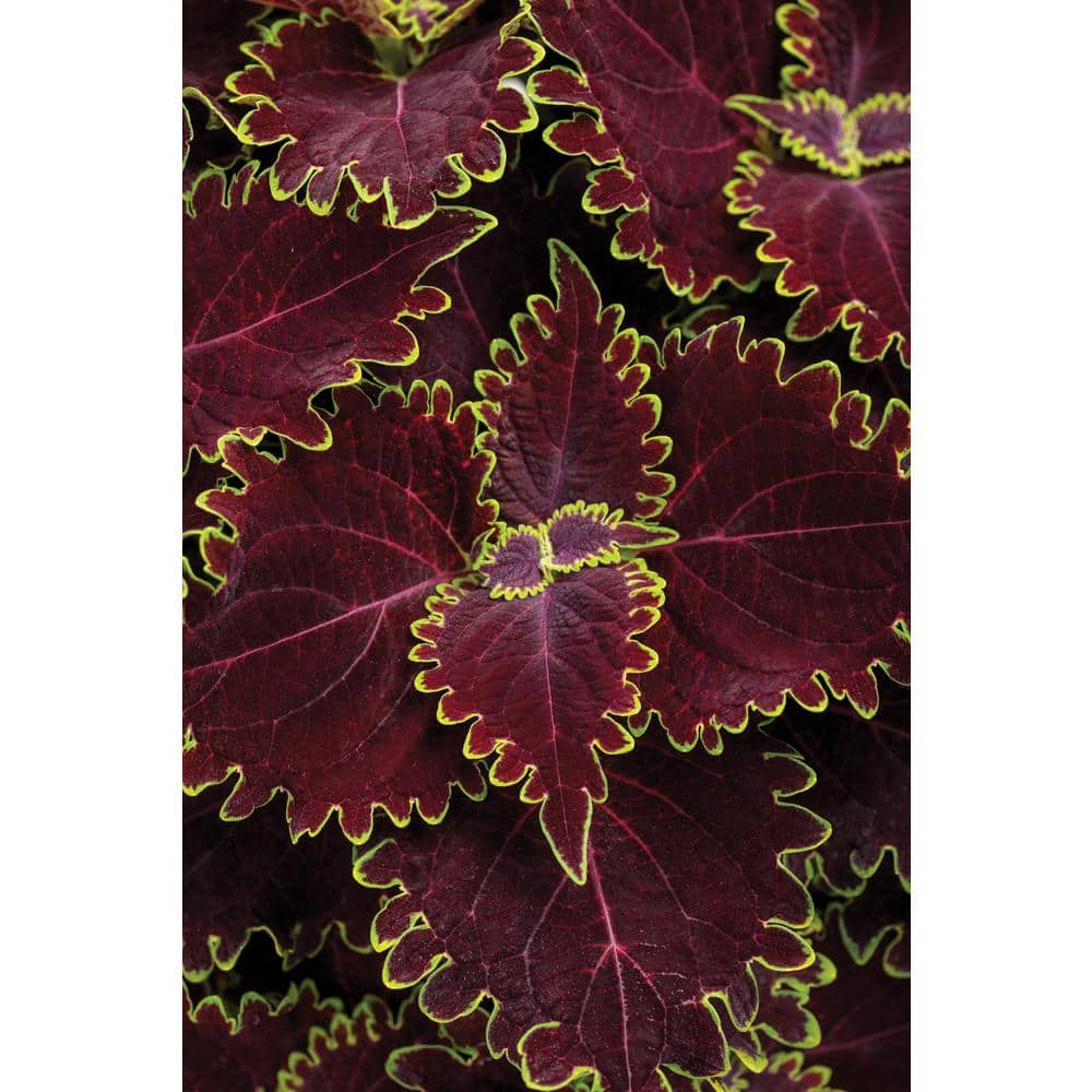 4.25 in. Eco+Grande ColorBlaze Wicked Witch Coleus (Solenostemon) Live Plant, Burgundy Foliage (4-Pack) - Hercitys