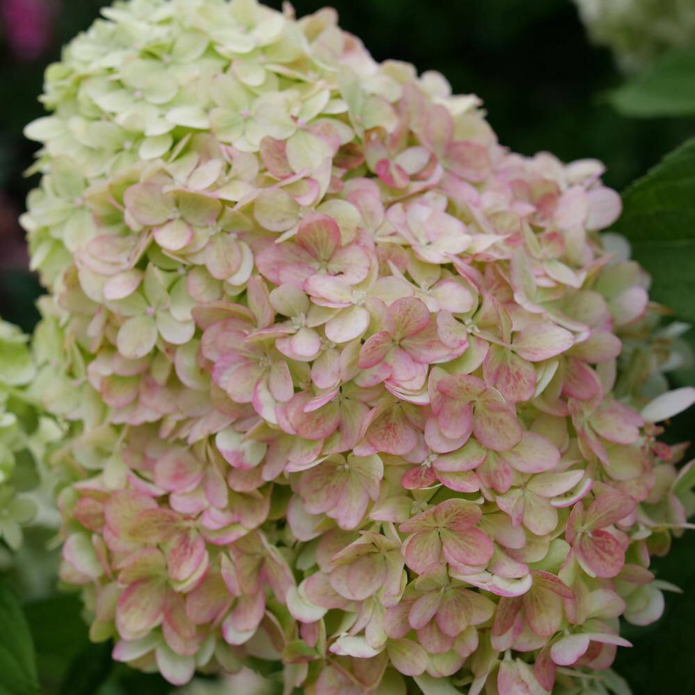 4.5 in. qt. Powerball Panicle Hydrangea (Paniculata) Live Flowering Shrub with Green, White and Pink Flowers - Hercitys
