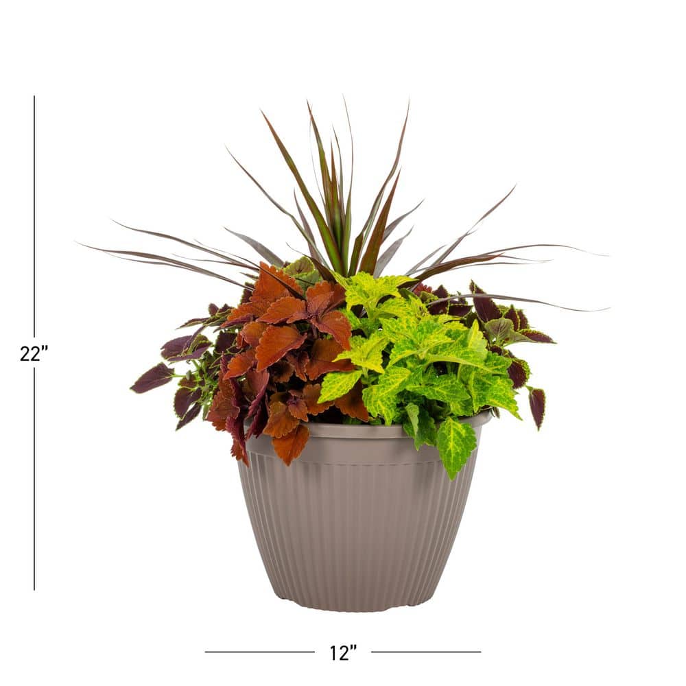 2 Gal. Select Planter Mainstreet Coleus Mix Trafalgar Square Annual Plant (1-Pack) - Hercitys