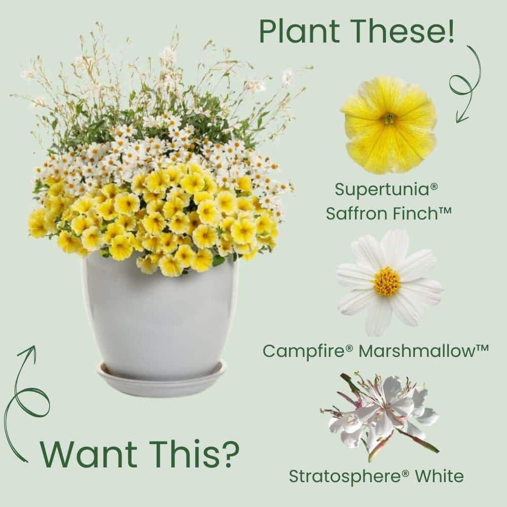 4.25 in. Eco+ Grande Supertunia Saffron Finch (Petunia Hybrid) Live Annual Plant with Yellow Flowers 4-Pack - Hercitys