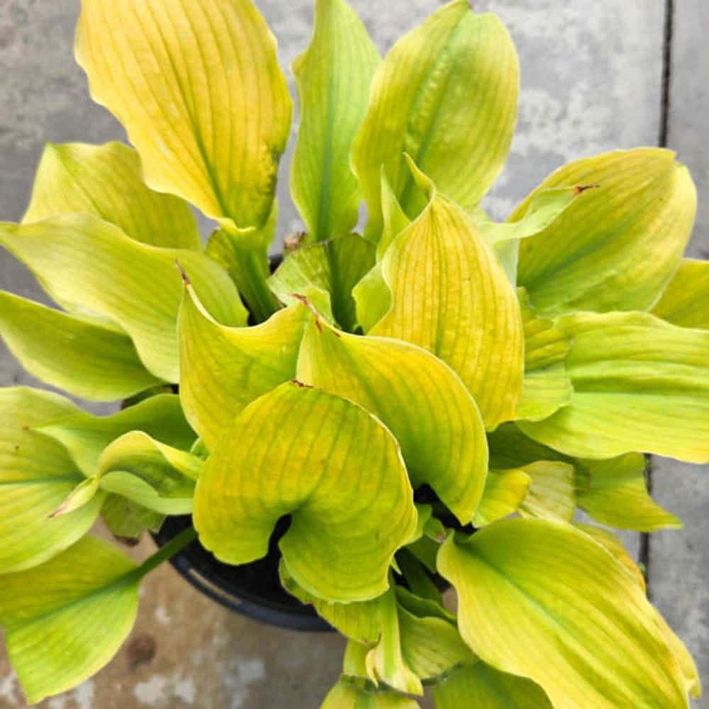 0.65 Gal. Shadowland Echo the Sun Hosta (Hosta Hybrid) Live Perennial Plant with Chartreuse Yellow Foliage - Hercitys