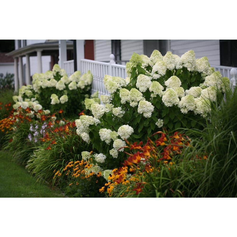4.5 in. qt. Limelight Hardy Hydrangea (Paniculata) Live Shrub, Green to Pink Flowers - Hercitys