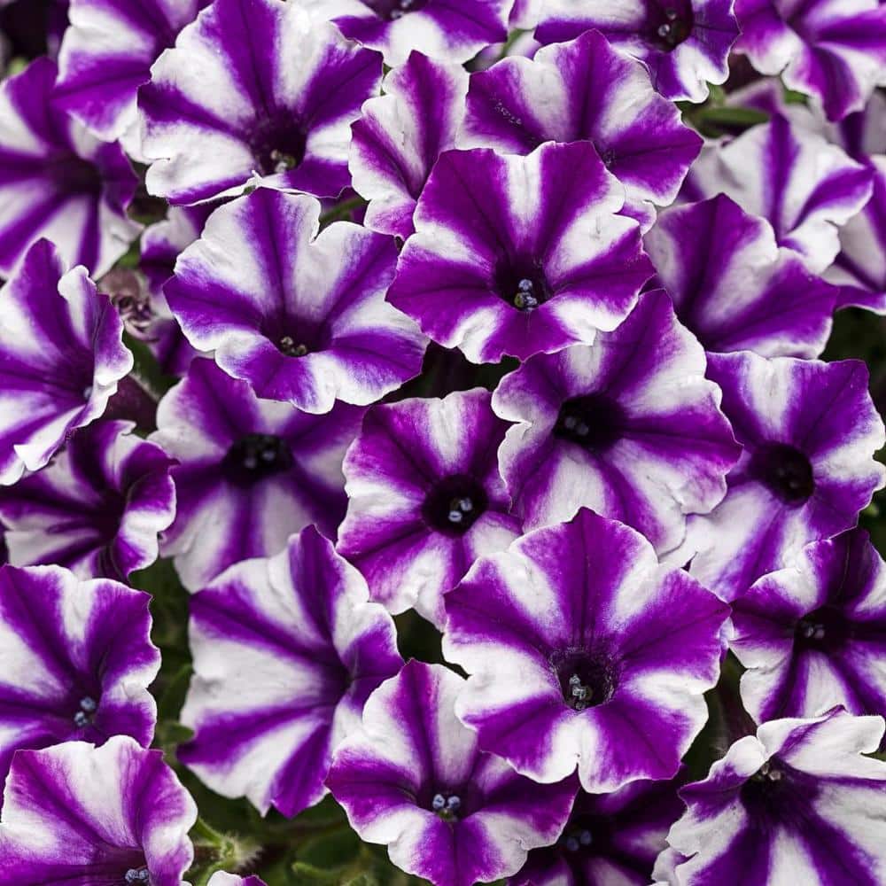 4.25 in. Eco+Grande Supertunia Mini Vista Violet Star (Petunia) Live Plant, Purple and White Striped Flowers (4-Pack) - Hercitys