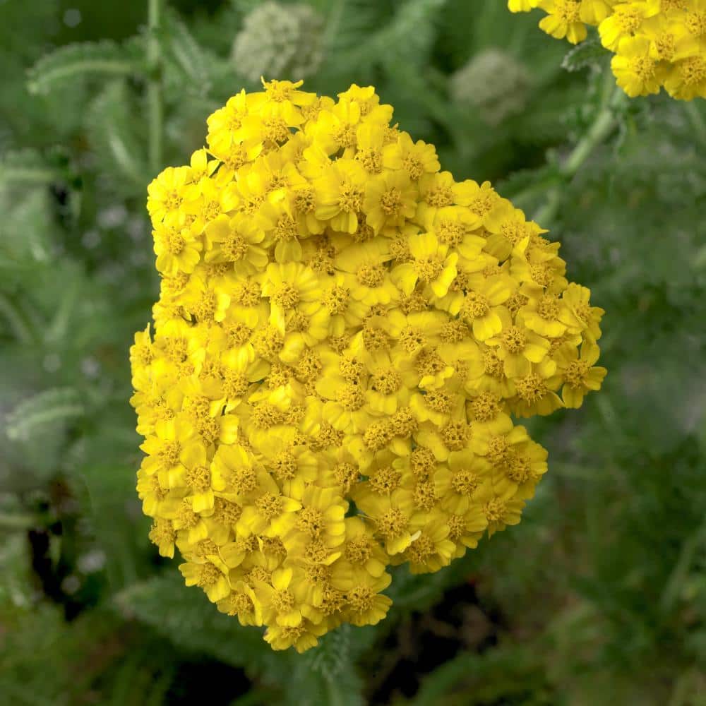 3.25 in. Achillea Desert Eve Yellow Perennial Plant (3-Piece) - Hercitys