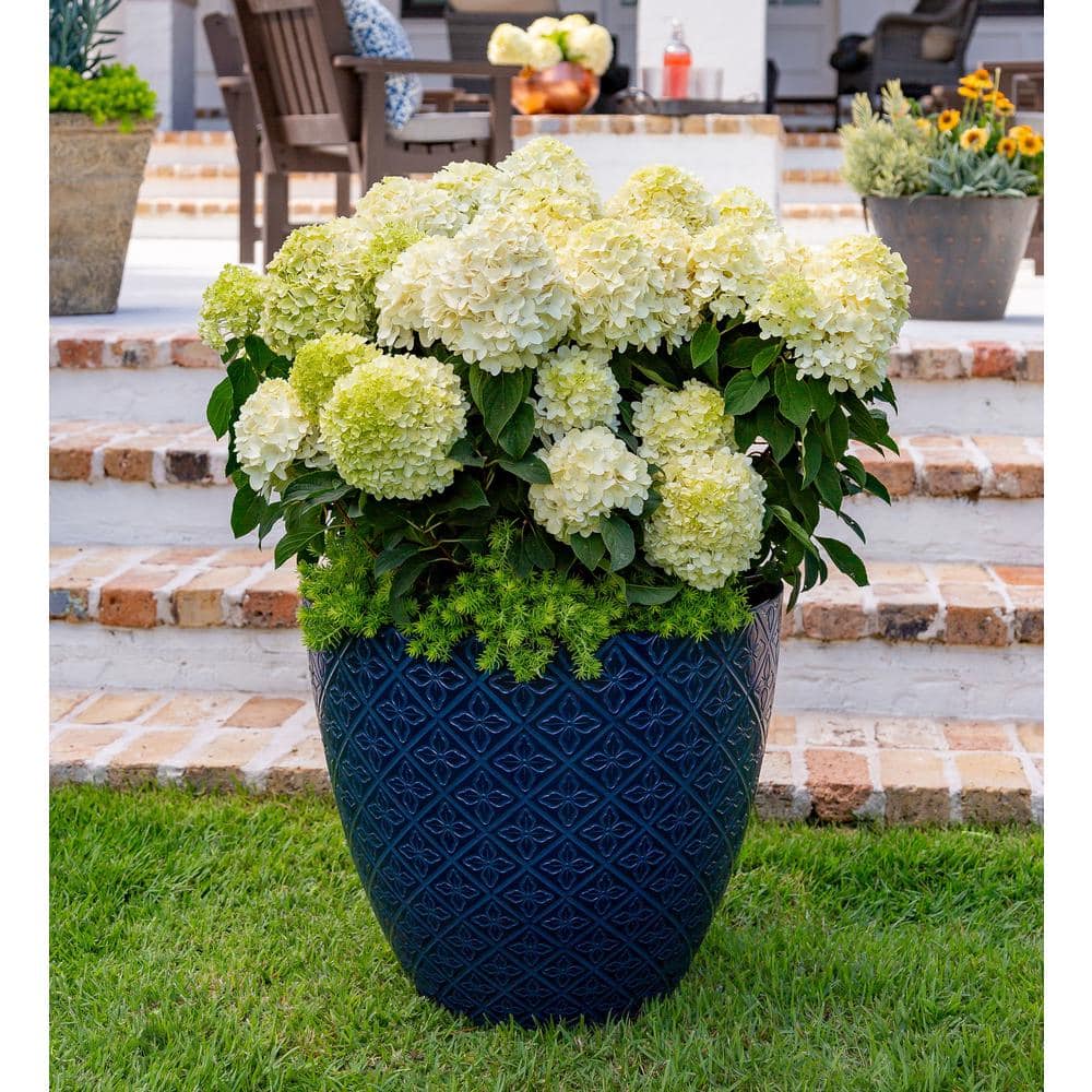 2 Gal. White Wedding Hydrangea Shrub with White Conical Blooms - Hercitys