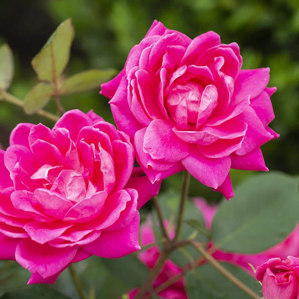 3 Gal. Pink Double Knock Out Rose Tree with Pink Flowers - Hercitys