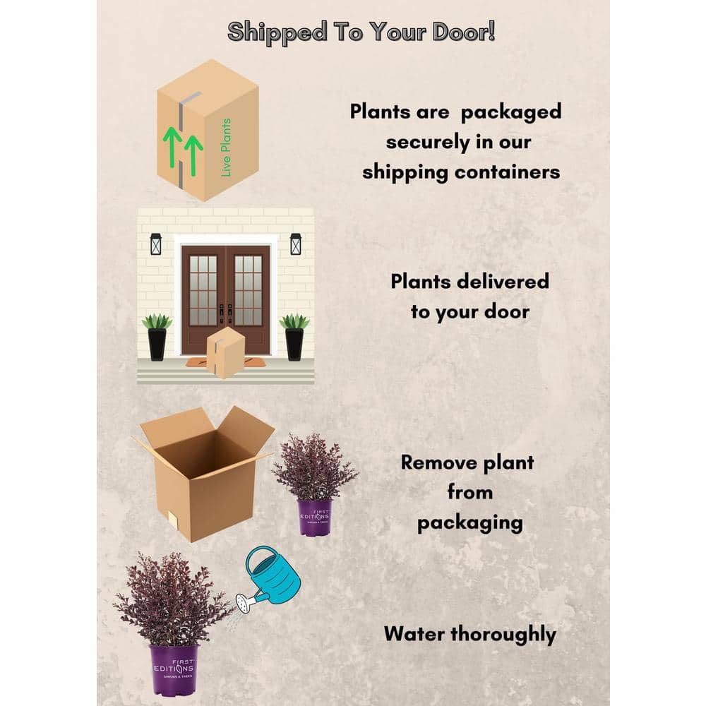 2 Gal. Lunar Magic Crape Myrtle Flowering Shrub with Dark Leaves and White Flowers - Hercitys