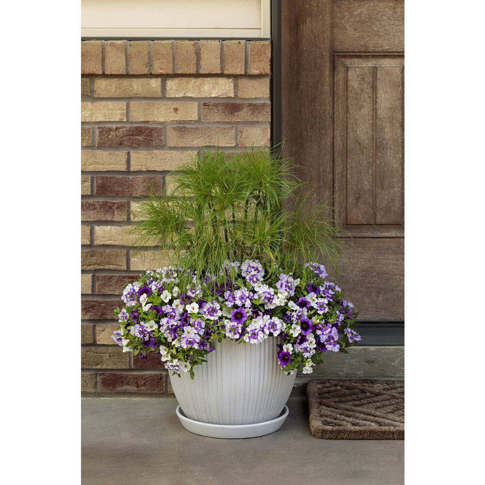 4.25 in. Eco+Grande Superbena Royale Sparkling Amethyst (Verbena) Live Plant, Purple and White Flowers (4-Pack) - Hercitys