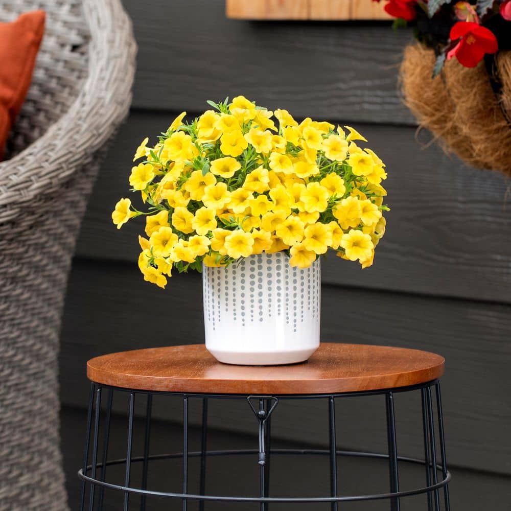 2.5 Qt. Proven Winners Calibrachoa Superbells Yellow Annual Plant (3-Pack) - Hercitys