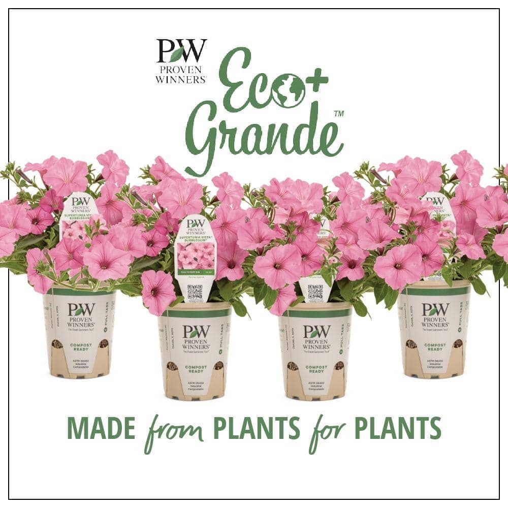 4-Pack, 4.25 in. Eco+Grande Supertunia Vista Bubblegum (Petunia) Live Plant, Pink Flowers - Hercitys