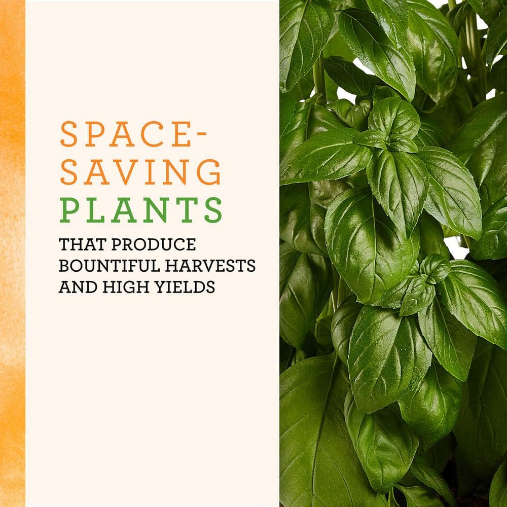 25 oz. Everleaf Emerald Towers Basil Live Plants (2-Pack) - Hercitys