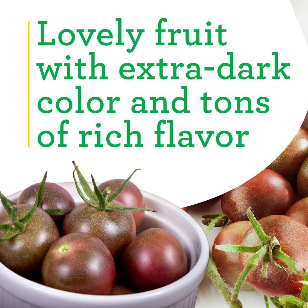 19.3 oz. Black Cherry Tomato Plant, (2-Pack) - Hercitys