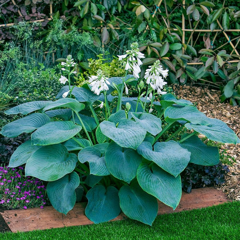 1 Gal. Pot, Bressingham Blue Hosta Potted Perennial Plant (1-Pack) - Hercitys