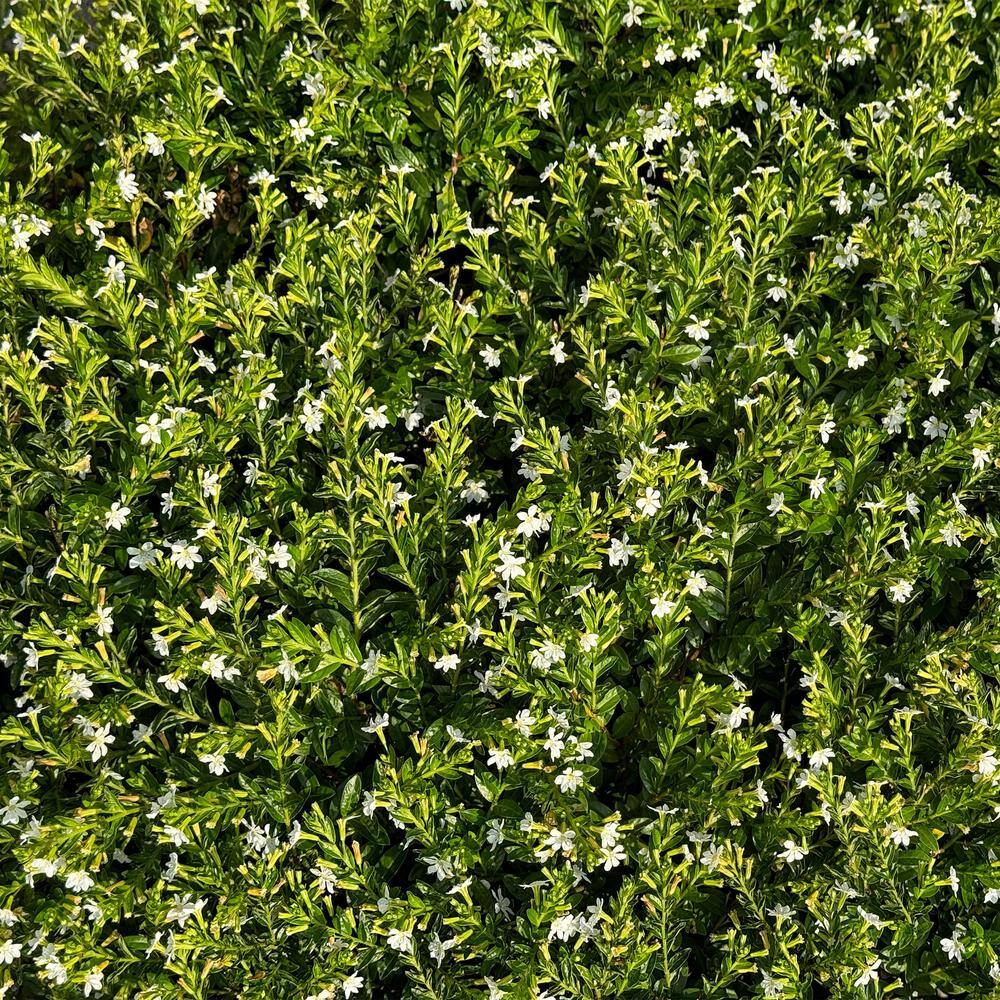 2.5 in. Cuphea Enchantia White Perennial Plant with White Flowers (3-Pack) - Hercitys