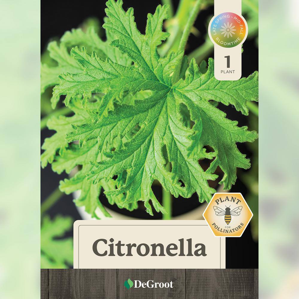 2 In. Pot Citronella Live Plant, Green Foliage - Hercitys