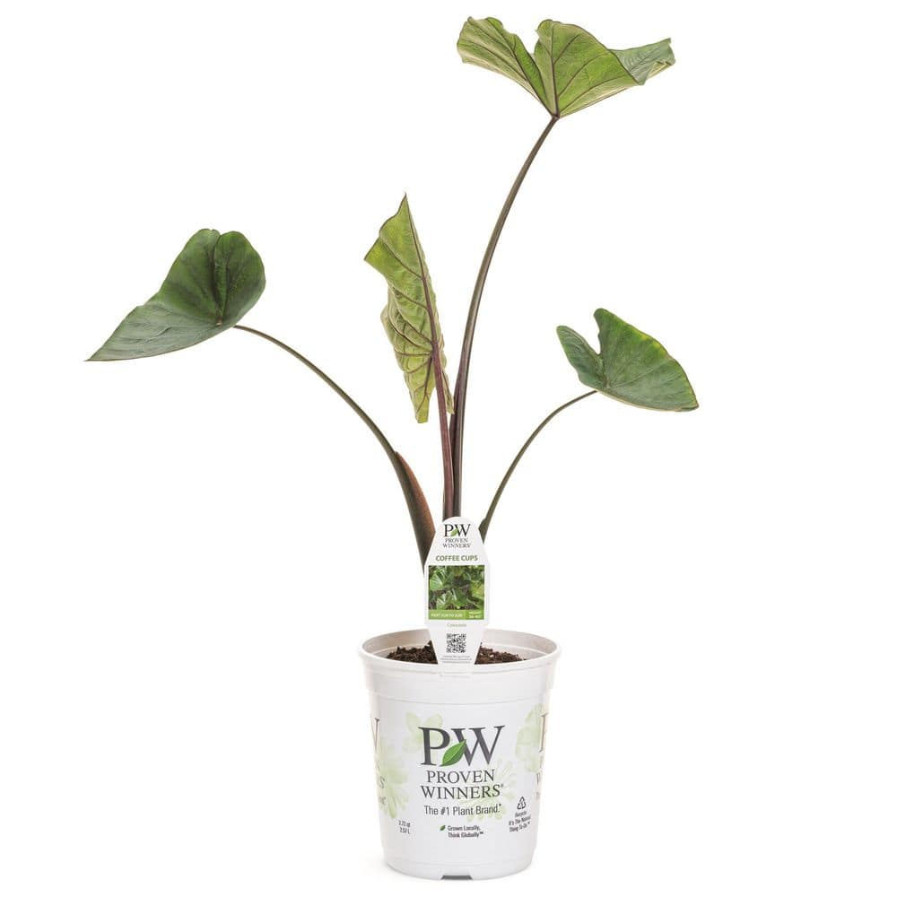4.5 in. Qt. Coffee Cups Elephants Ear (Colocasia Esculenta) Live Annual Plant with Green and Brown Foliage - Hercitys