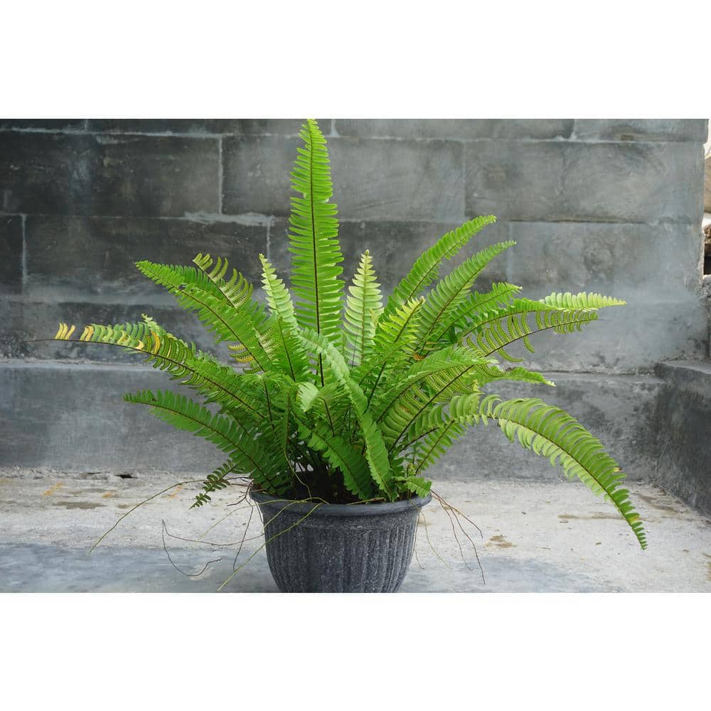 1 Gal. Sword Fern Shrub With Long Soft Fronds Great for Heavy Shade - Hercitys