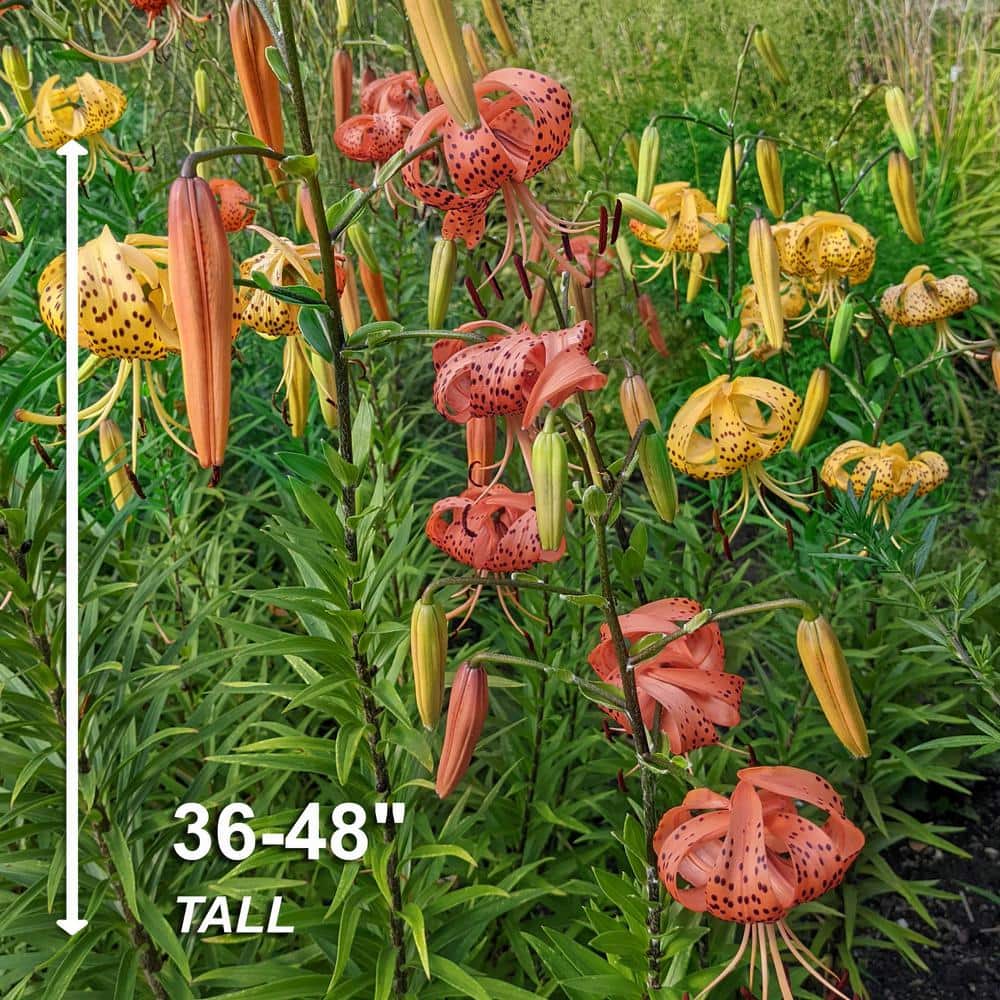 14 cm/16 cm, Twinkle Tiger Lily Mixed Flower Bulbs (Bag of 10) - Hercitys