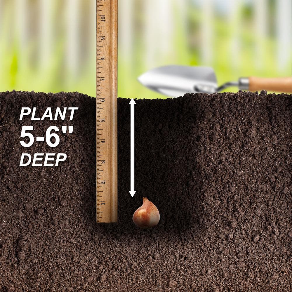 12/+ cm, Candy Cane Mix Triumph Tulip Flower Bulbs (Bag of 25) - Hercitys