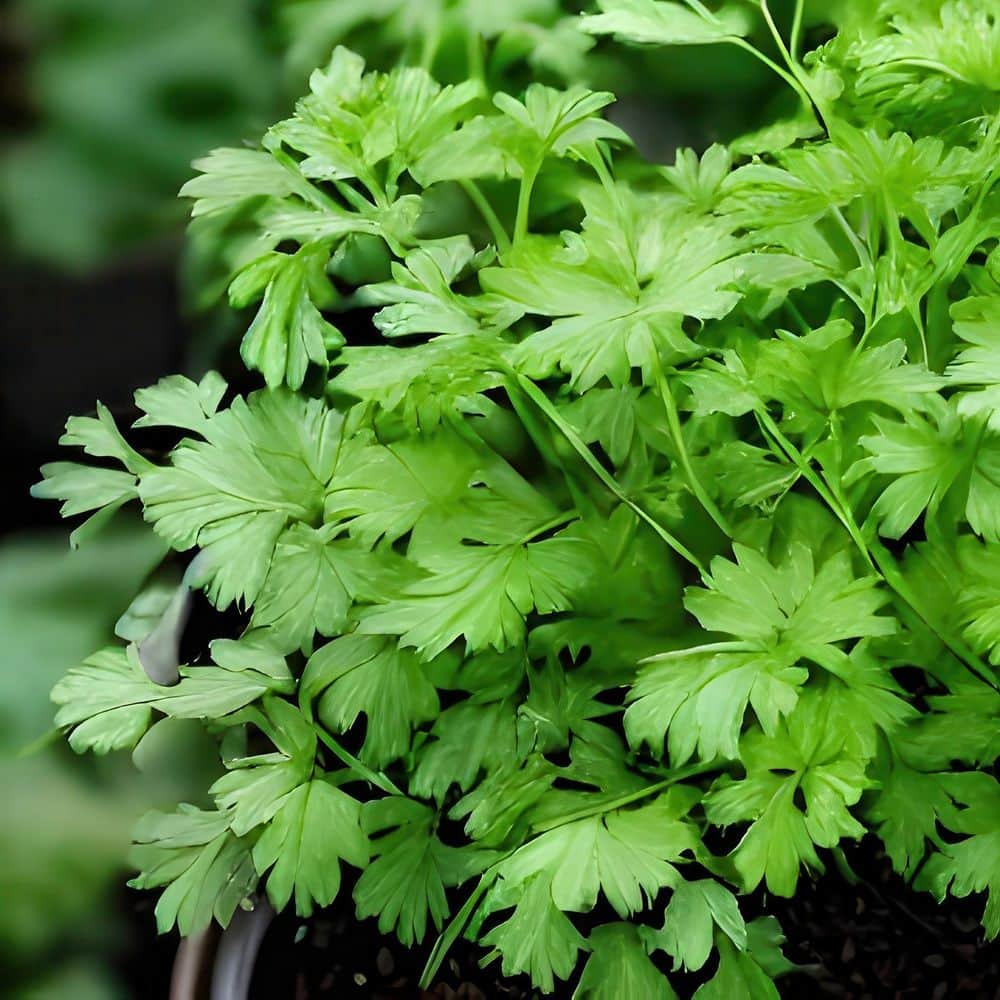 3.3 in. Cilantro Culinary Kitchen Herb Seed Grow Kit - Hercitys